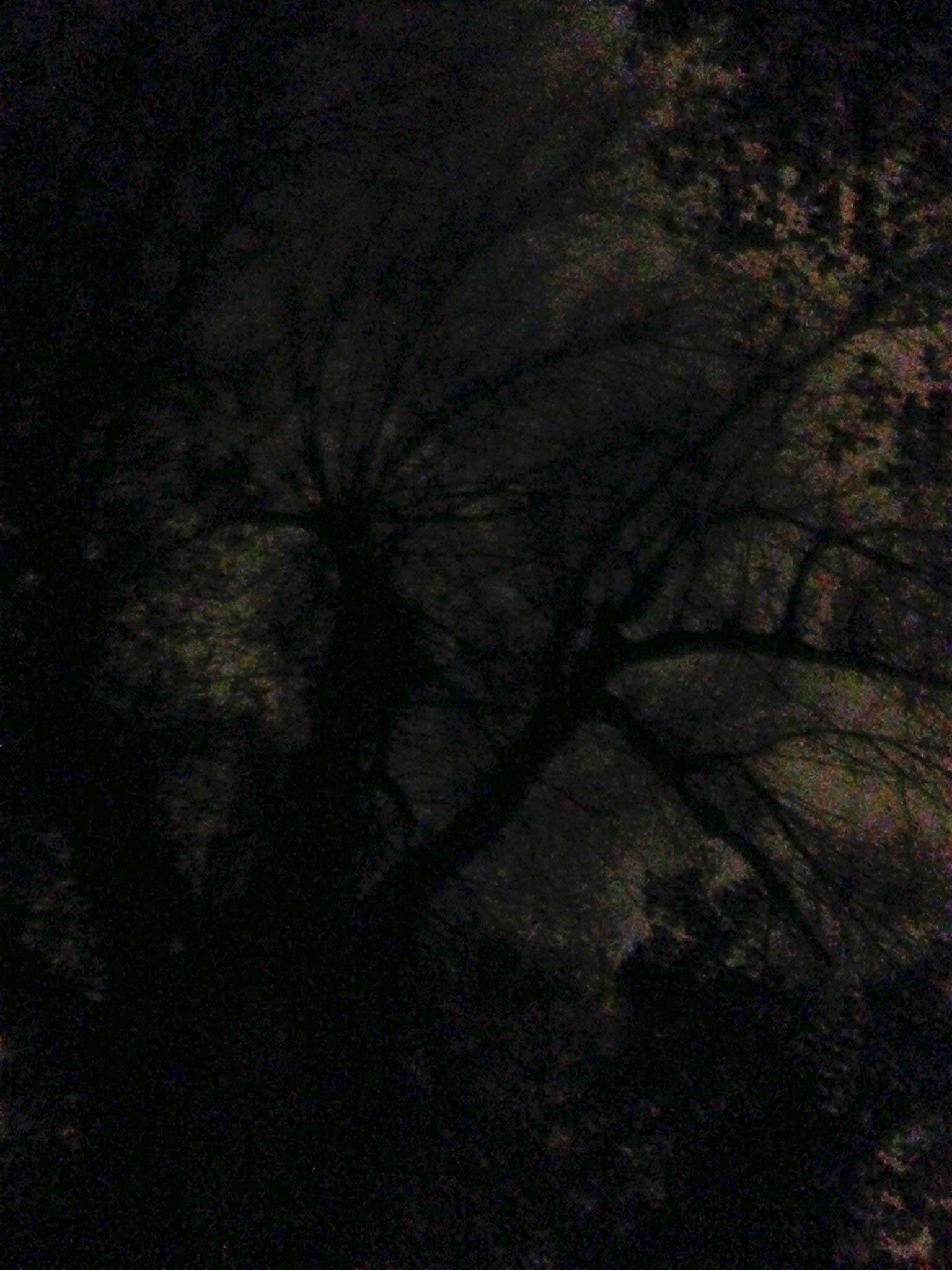 Schizomagic by Eva Lis