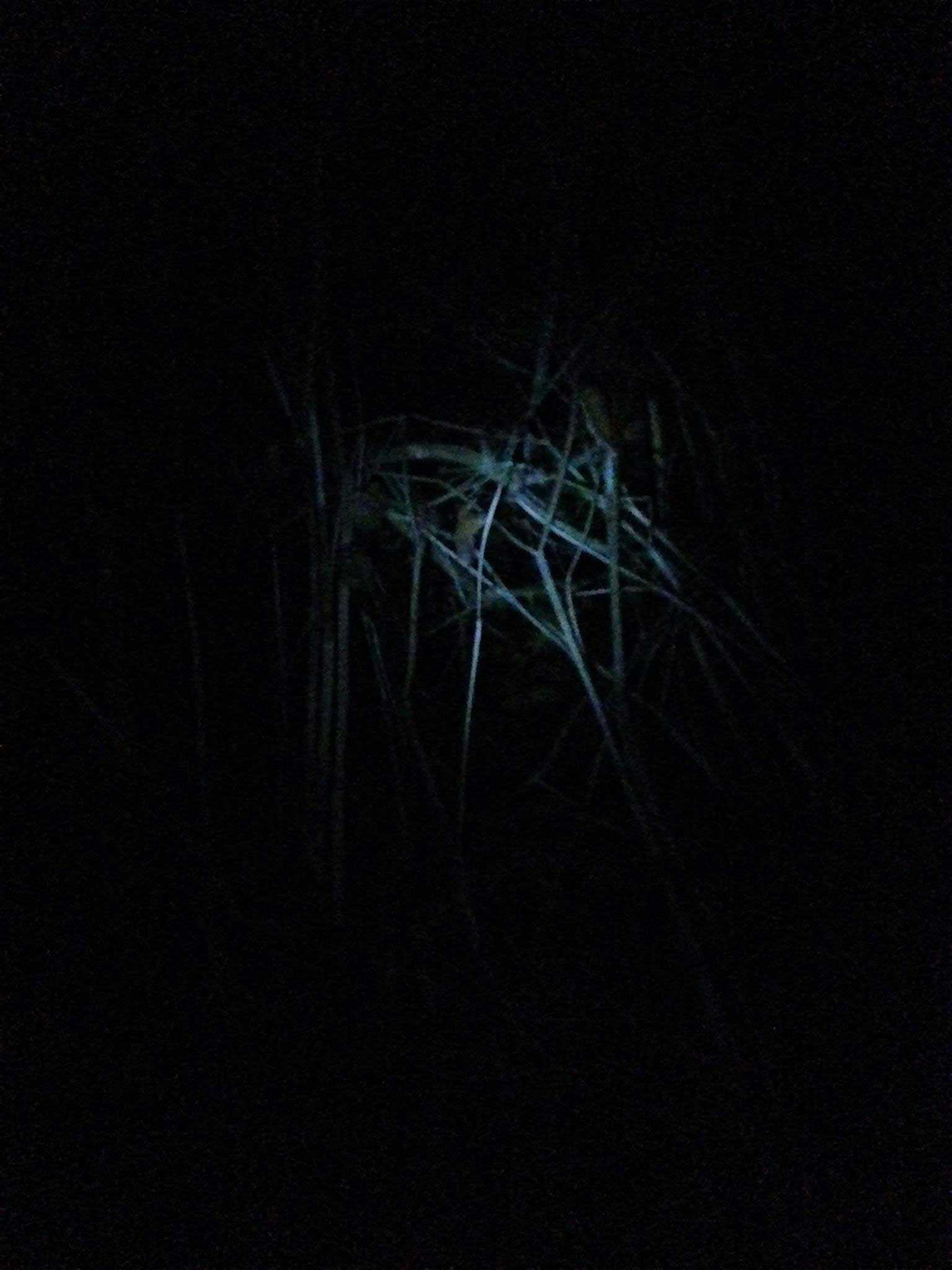 Schizomagic by Eva Lis