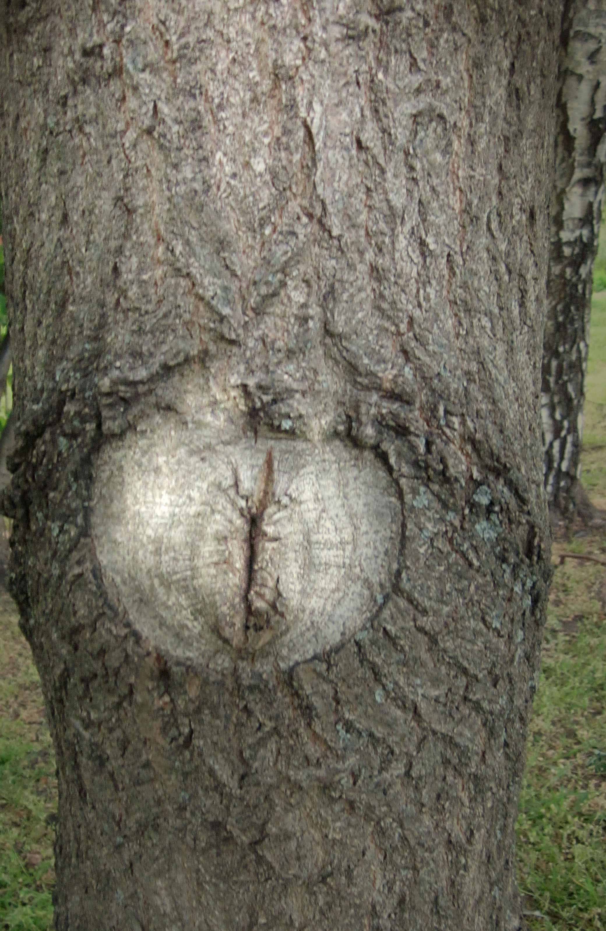 Community Spirit by Eva Lis