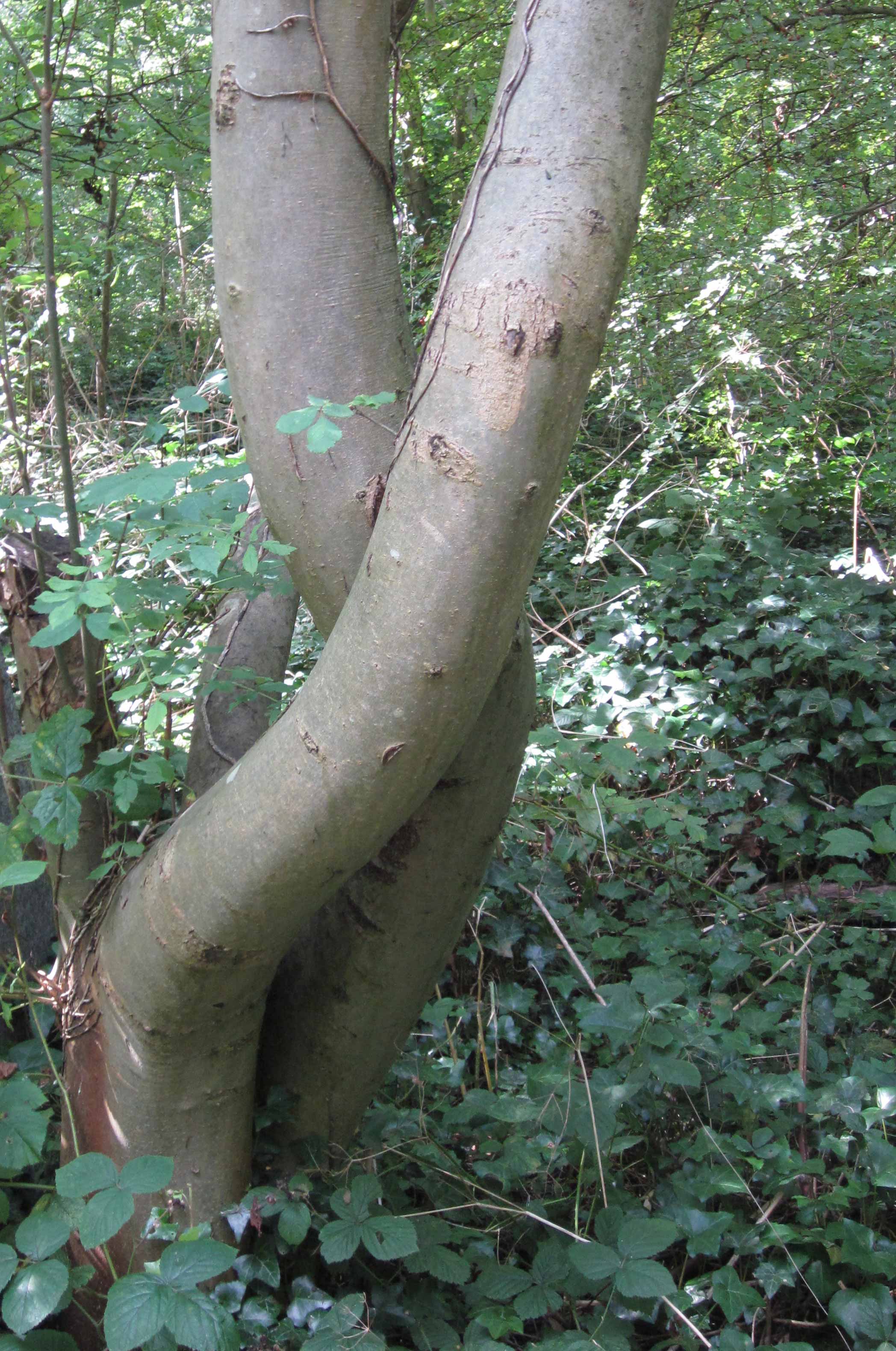 Community Spirit by Eva Lis