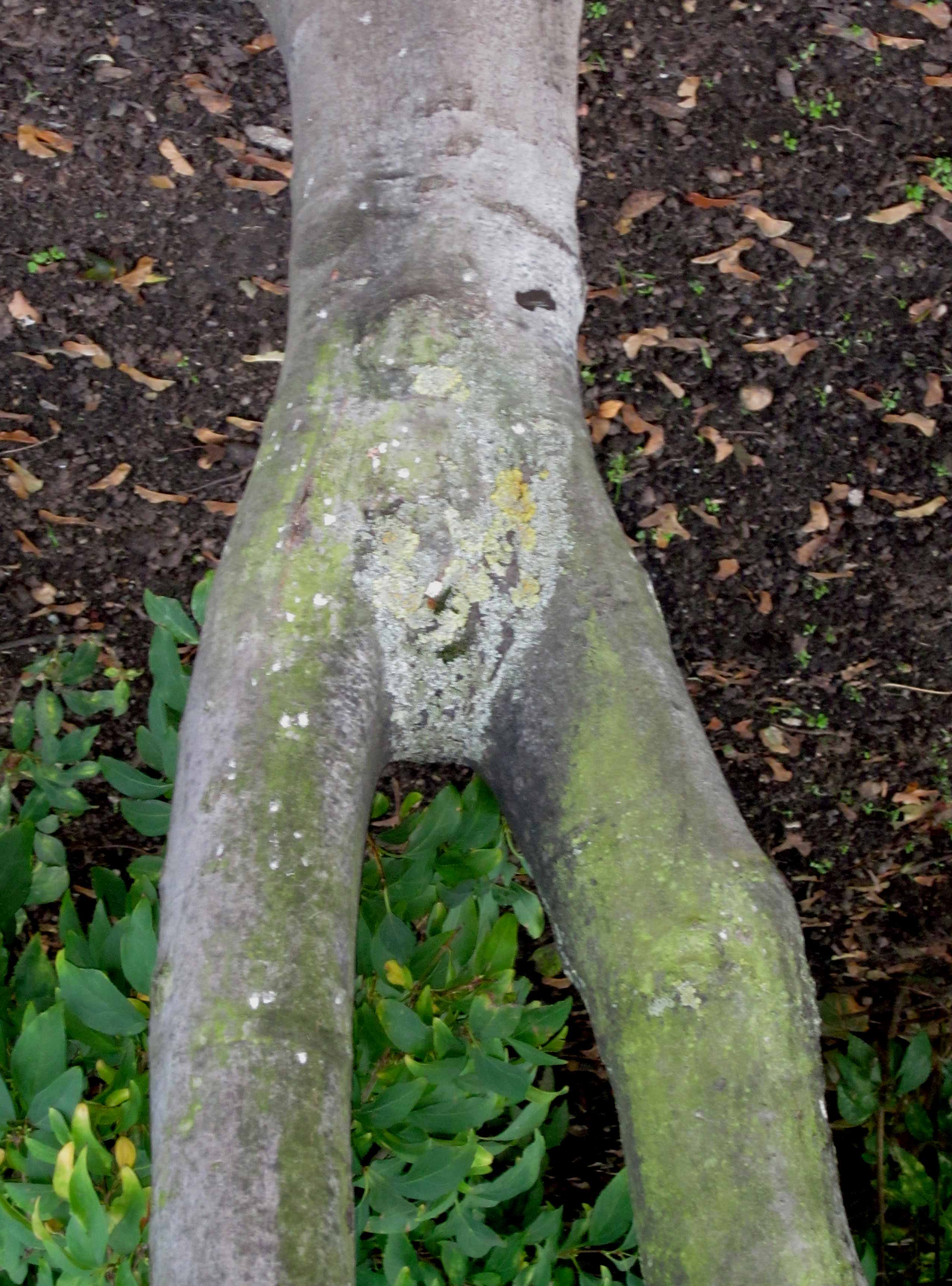 Community Spirit by Eva Lis