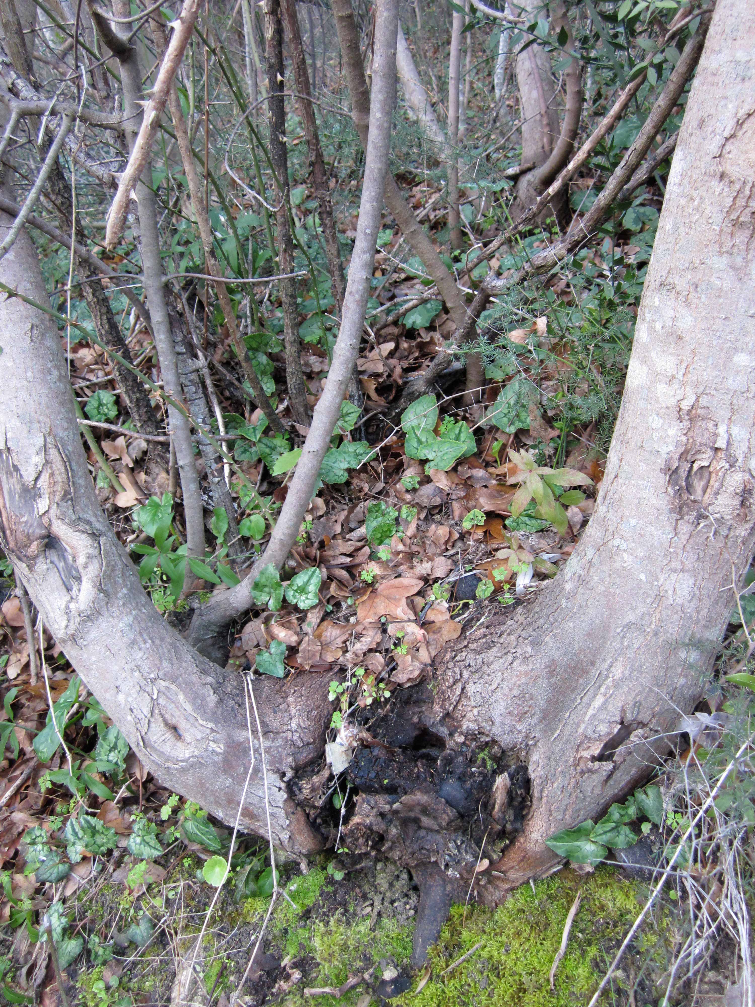 Community Spirit by Eva Lis