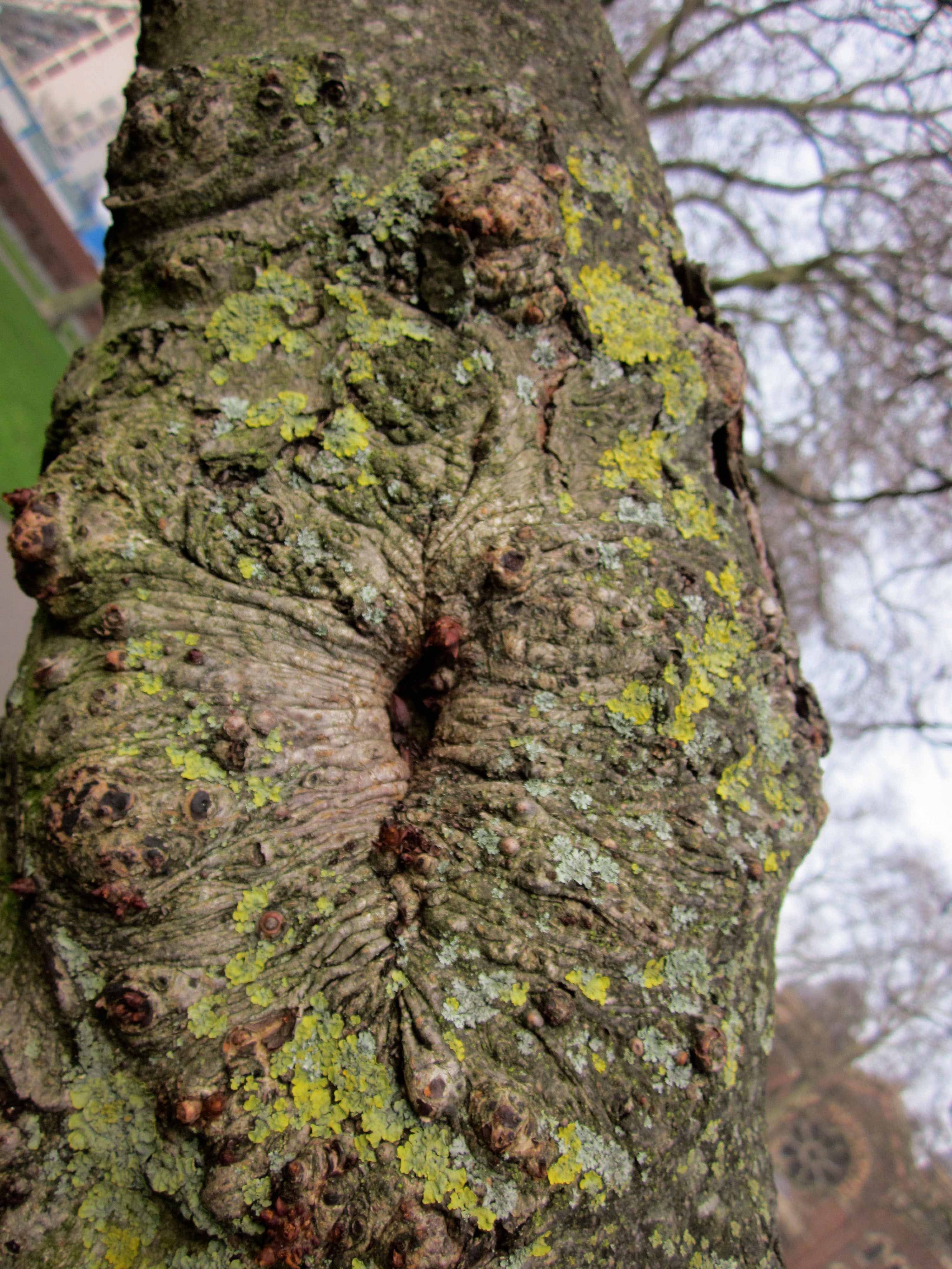 Community Spirit by Eva Lis