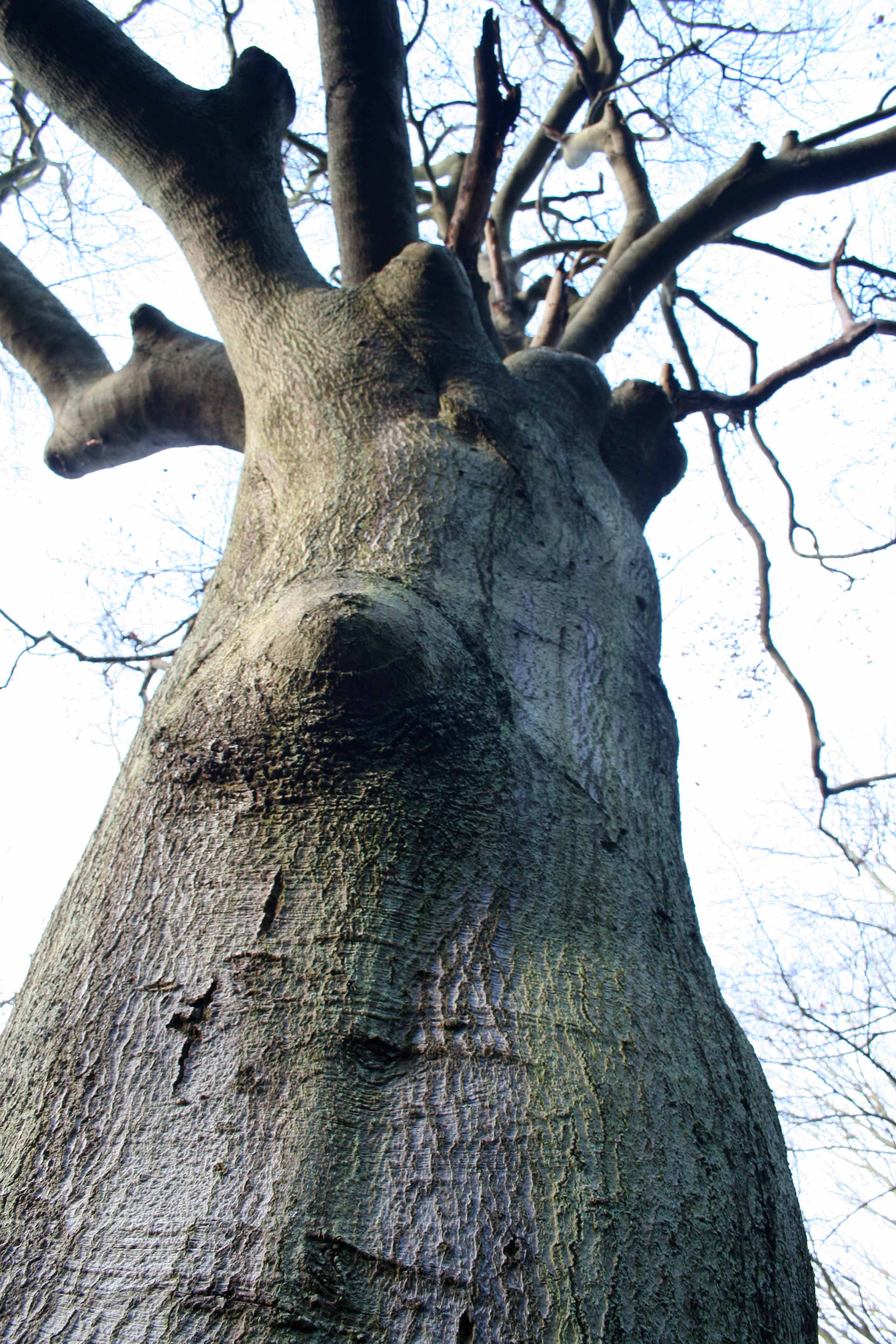 Community Spirit by Eva Lis