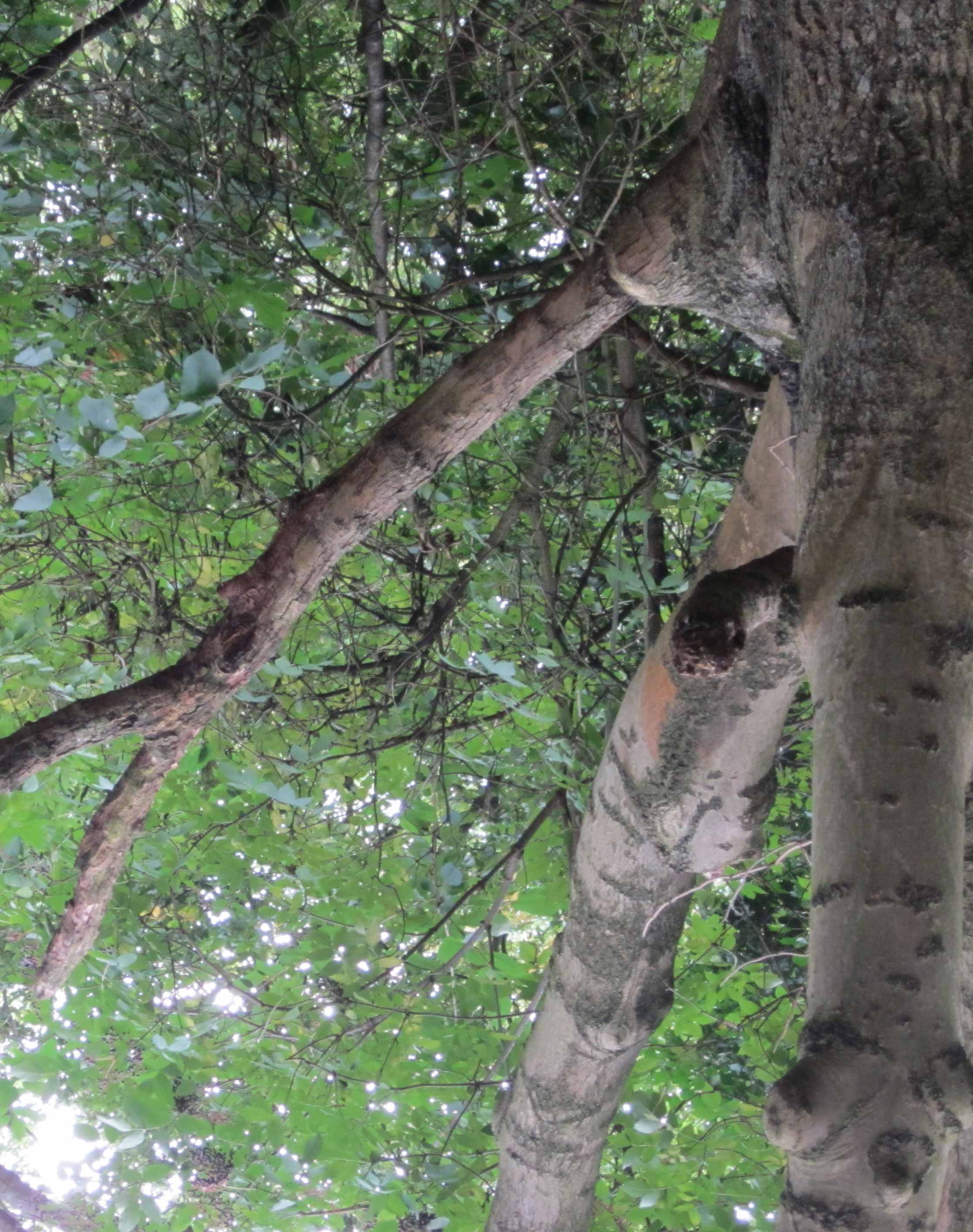 Community Spirit by Eva Lis