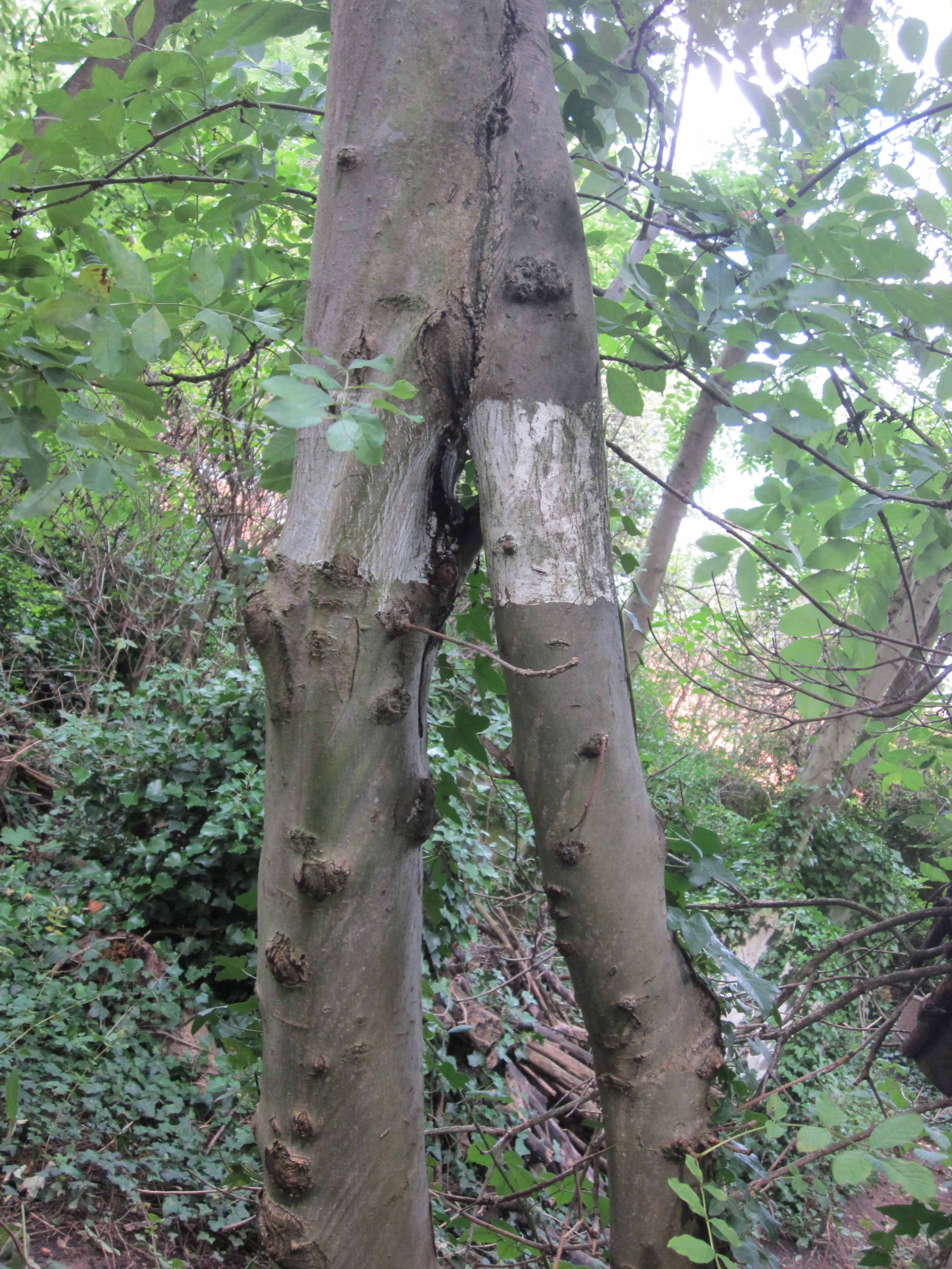 Community Spirit by Eva Lis