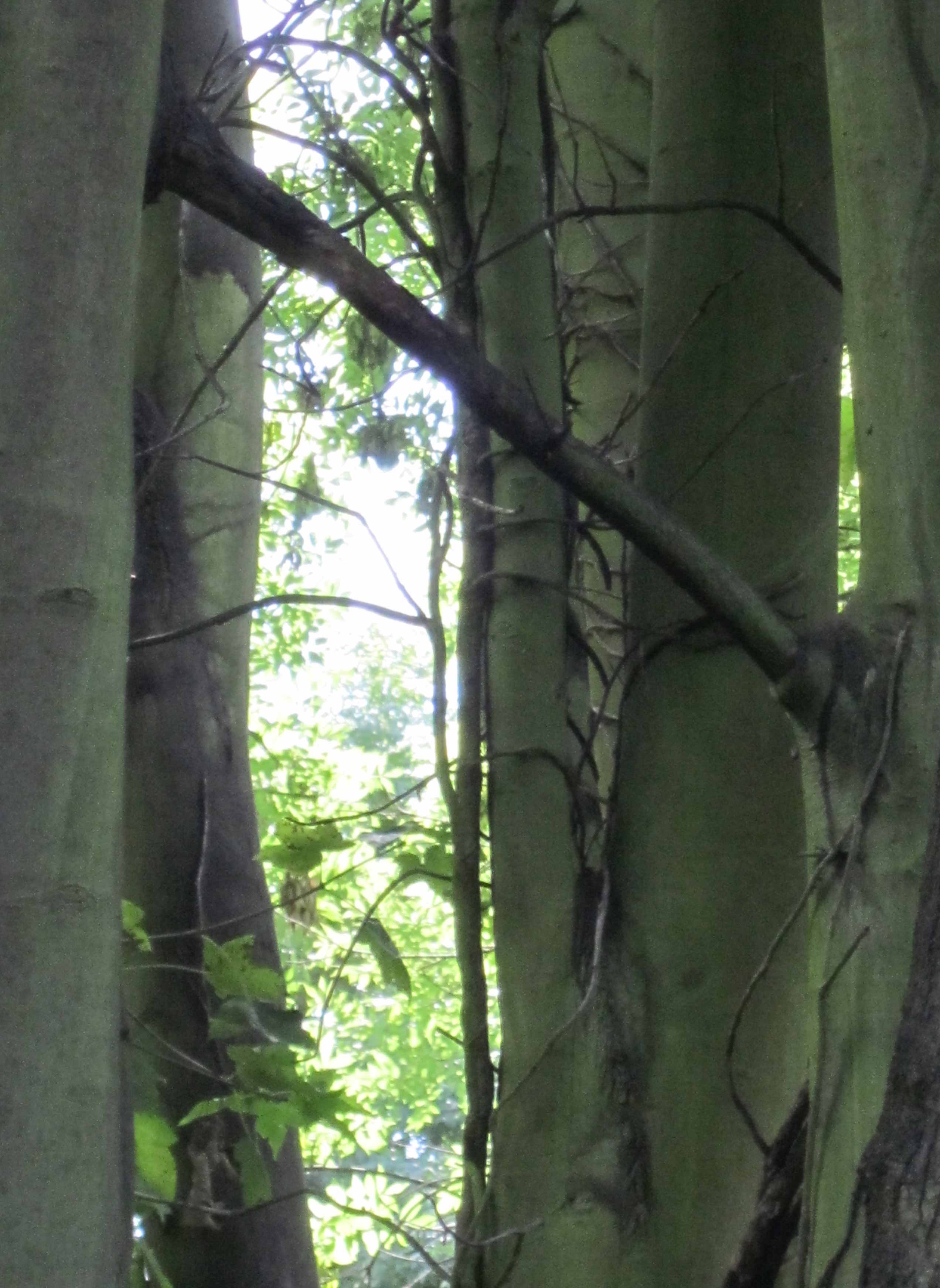 Community Spirit by Eva Lis