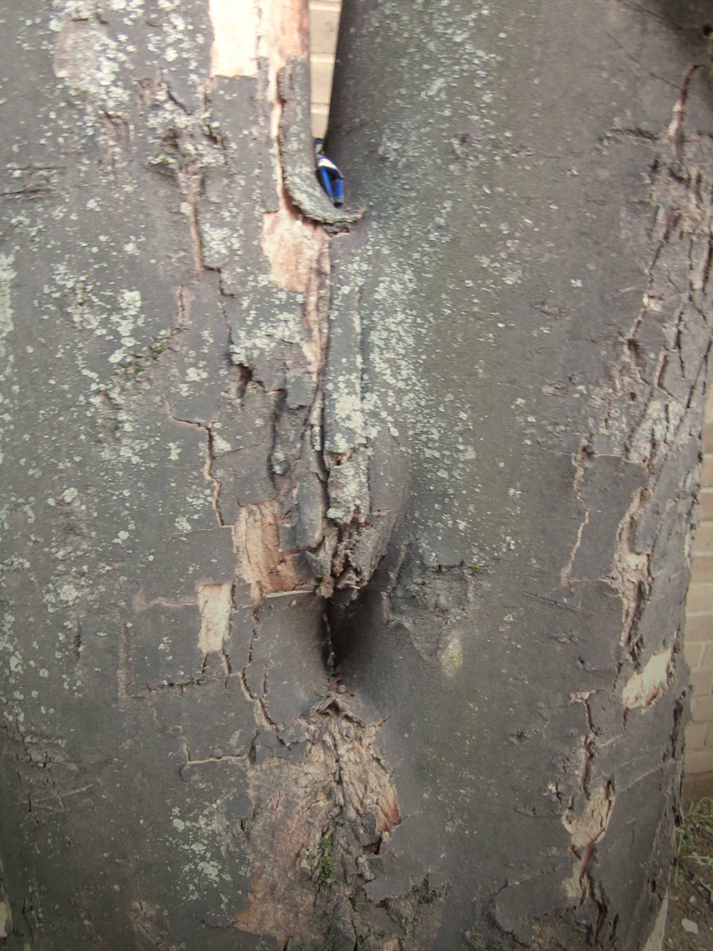 Community Spirit by Eva Lis