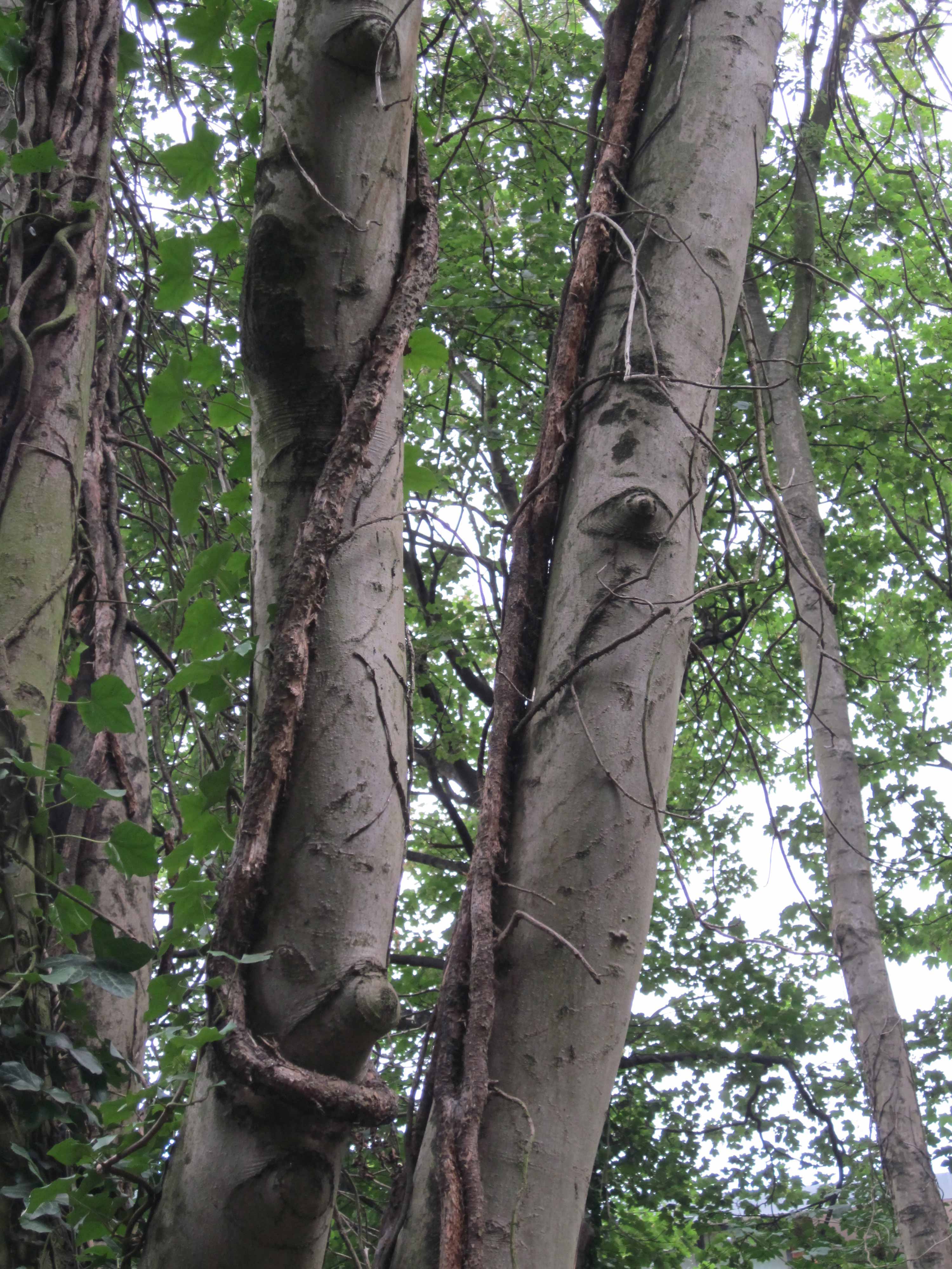 Community Spirit by Eva Lis