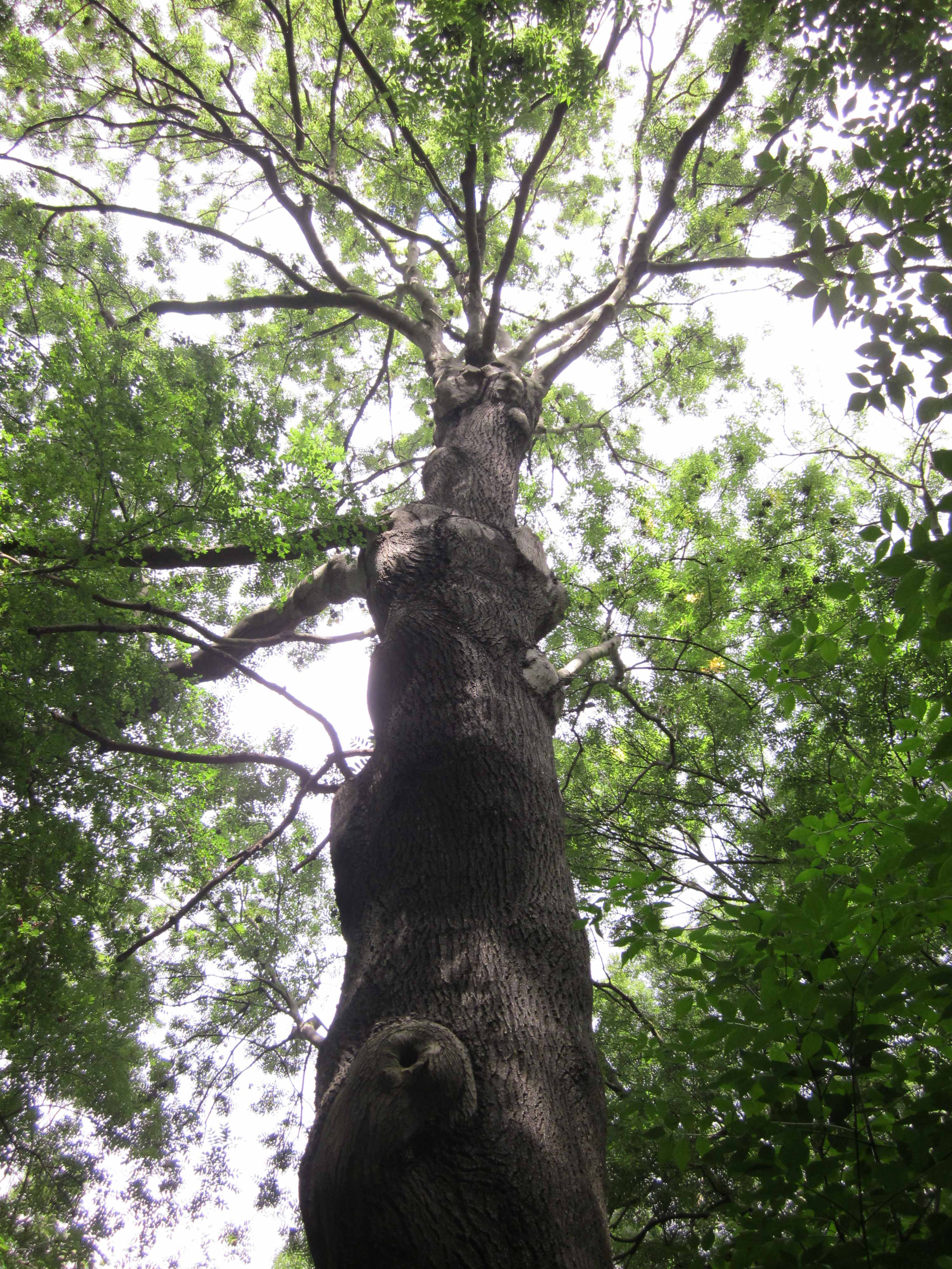 Community Spirit by Eva Lis